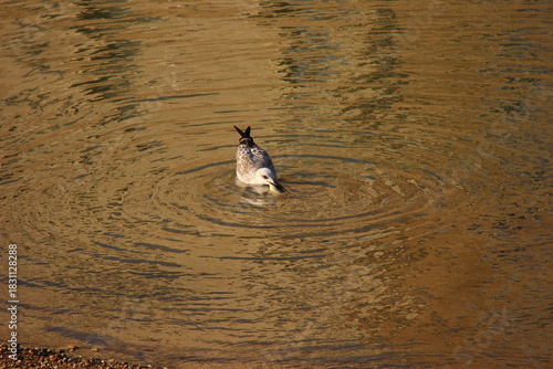 Gabbiano sull'acqua
