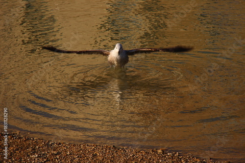 Gabbiano sull'acqua