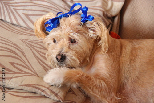 Cagnolina in festa
