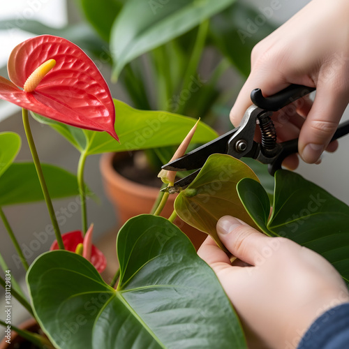 Red anthurium in a vase