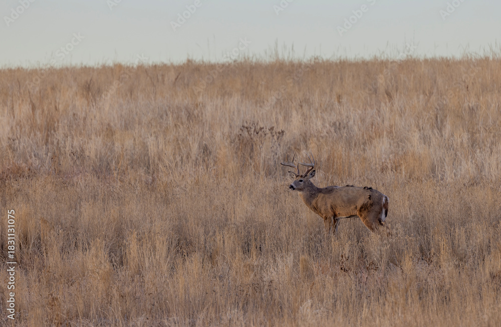 Fototapeta premium Buck Whitetail Deer During the Rut in Autumn in Colorado