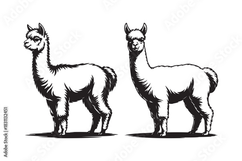 Two stylized alpaca illustrations in black and white