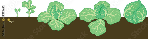 Life cycle of cabbage plant from planting a seed and sprout to harvesting the head of cabbage isolated on white background	