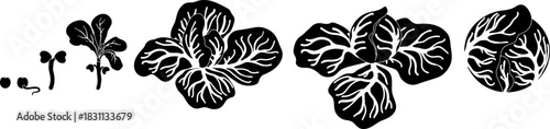 Black silhouette of life cycle of cabbage plant from planting a seed and sprout to harvesting the head of cabbage isolated on white background