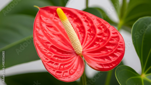 Anthurium 