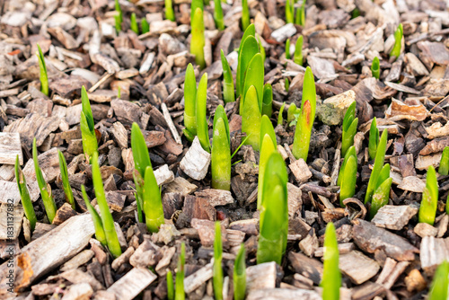Summer snowflake or Leucojum Aestivum plant in Saint Gallen in Switzerland 13.11.2025