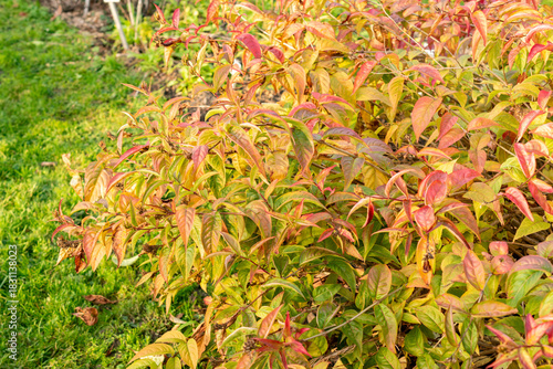 Southern bush honeysuckle or Diervilla Sessilifolia plant in Saint Gallen in Switzerland 13.11.2025
