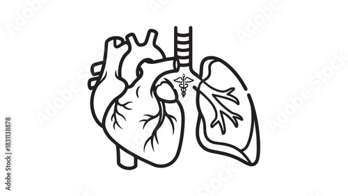 Black and white line drawing of human heart and lungs anatomy.