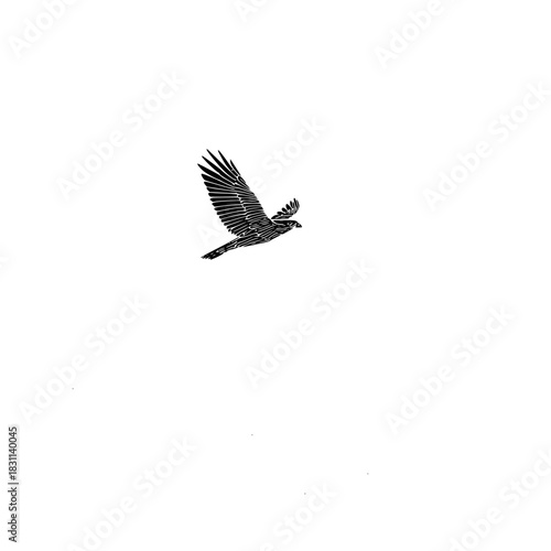 Illustration of a bird of prey soaring through the sky with its wings spread wide in black and white