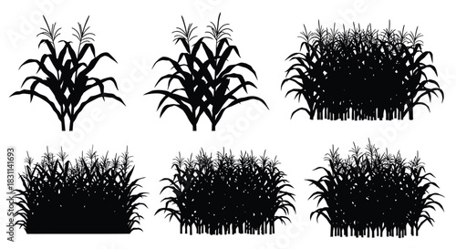 Silhouettes of corn plants in various stages of growth depicted clearly