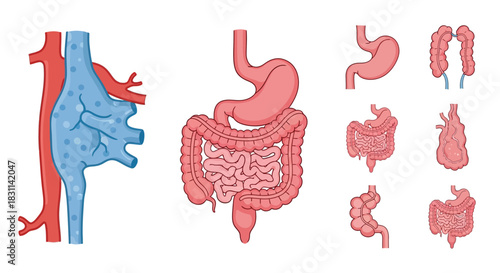 Illustration of the human digestive and circulatory systems and associated organs