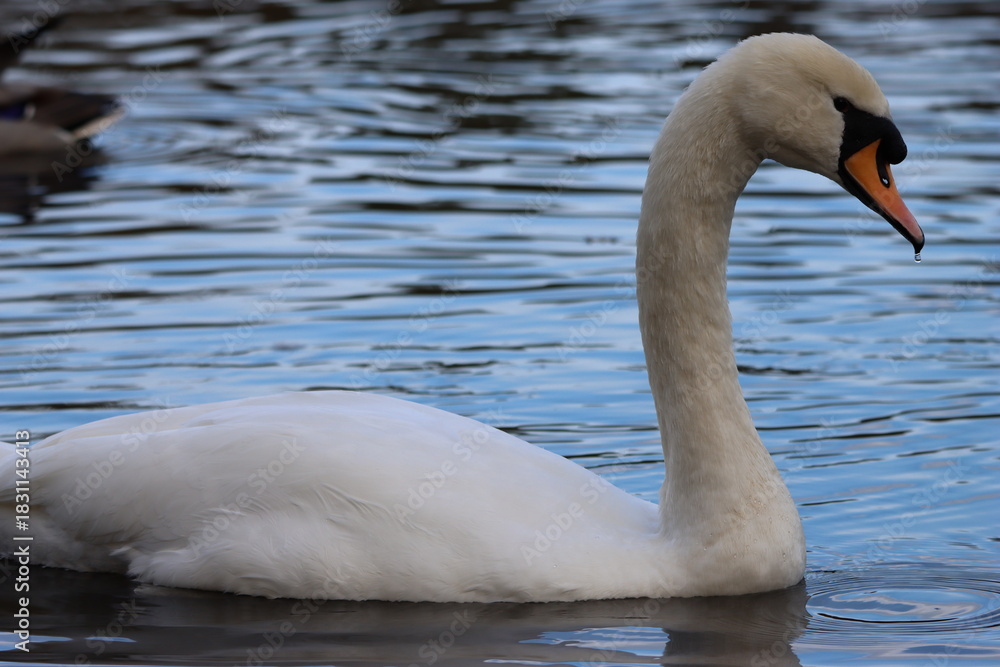 Fototapeta premium Close up of a mute swan swimming on a lake