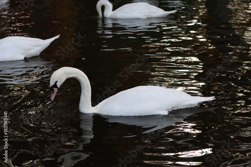Bilde på lerret Mute swans swimming on a lake