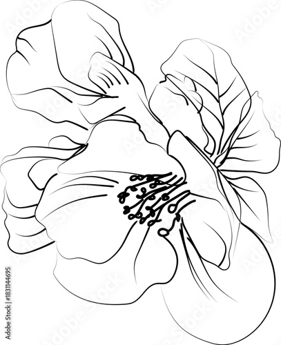 Cute kids coloring pages, easy Quince flower, honeysuckle flower vector art, simple flower drawing, unique flowers coloring page