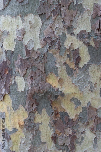 Close up of plane tree bark