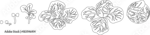 Coloring page with life cycle of cabbage plant from planting a seed and sprout to harvesting the head of cabbage isolated on white background