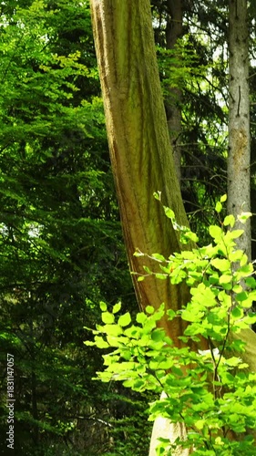 Body with long neck and small head of dinosaur model extends upwards against clear sky vertical video. Lush green trees show immense scale in natural environment