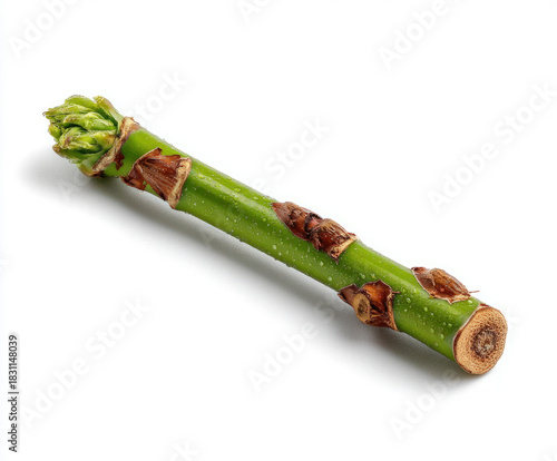 Twig isolated on white
