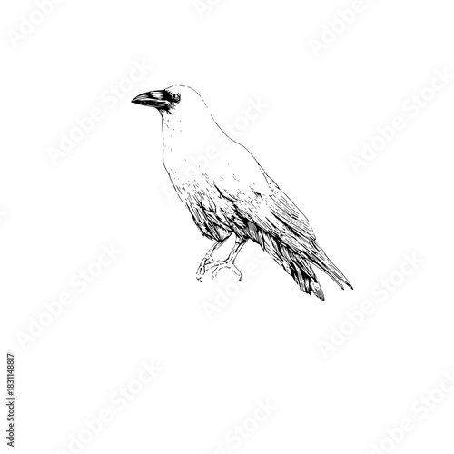 Detailed black and white raven illustration for wildlife enthusiasts and bird watchers alike.