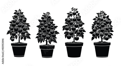 Four potted plants with rounded foliage and fruit black and white illustration