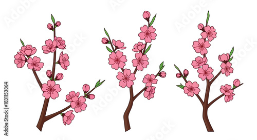 Delicate pink cherry blossoms on slender branches in a simple illustration