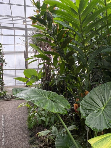 Exotic plants at the botanical garden in Saint Gallen in Switzerland 22.11.2025