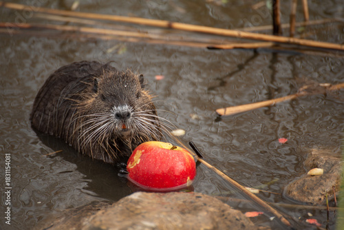 A river nutria eating an apple.
