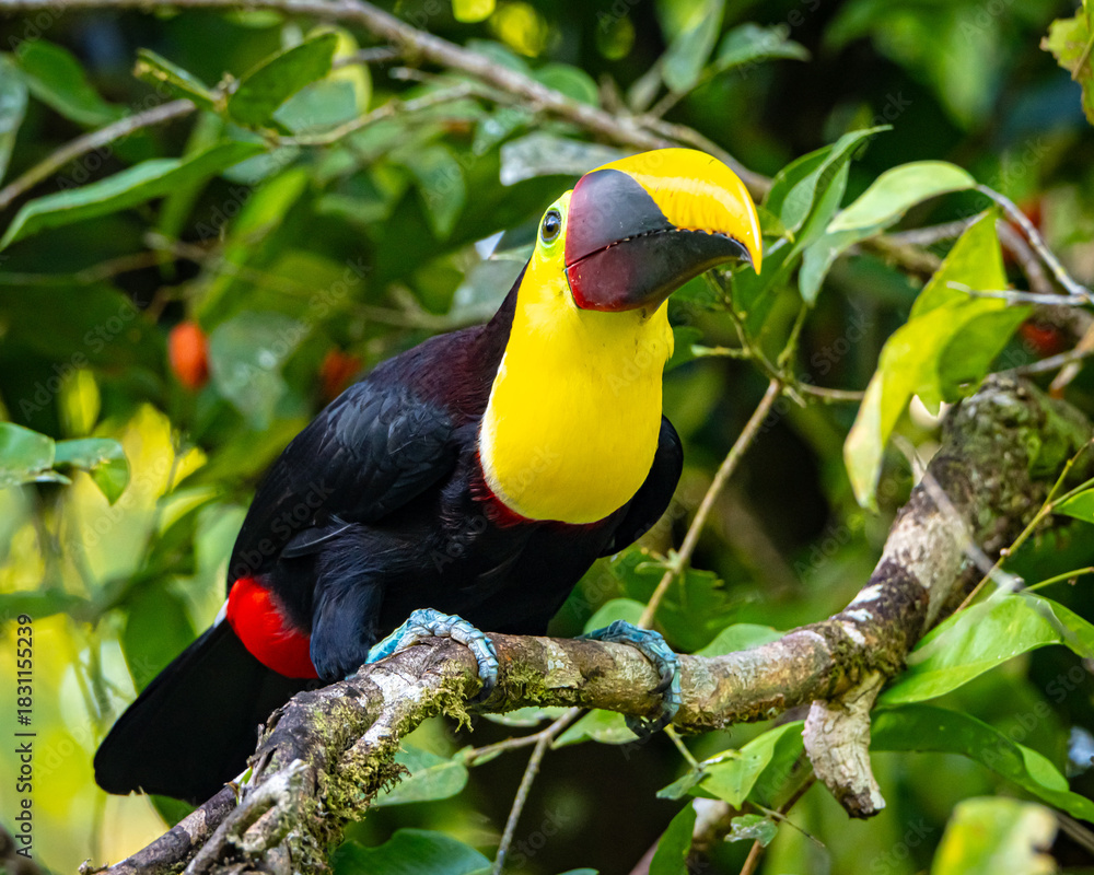 Fototapeta premium Yellow Throated Toucan in Costa Rica