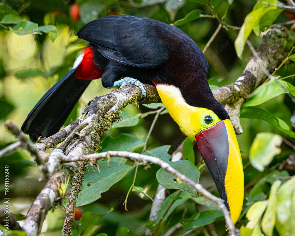 Fototapeta premium Yellow Throated Toucan in Costa Rica
