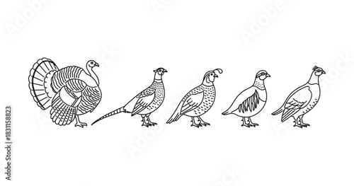 Black and white illustrations of five different bird species