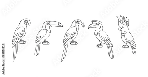 Line art of five exotic parrots: macaw, toucan, hornbill, cockatoo