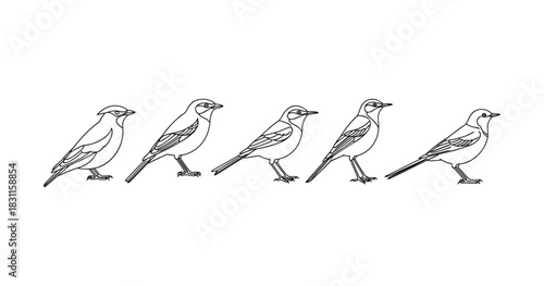 Evolution stages of bird line art: transformative illustrations of avian progression