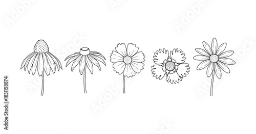 Black and white line art of five wildflowers with distinct petal designs