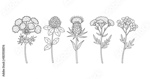 Line art illustrations of various wildflowers with detailed stems and leaves