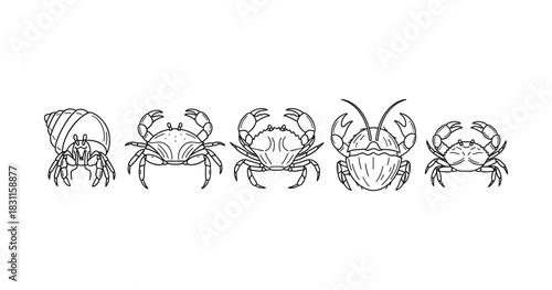 Line art of various crabs and hermit crab in minimalist style