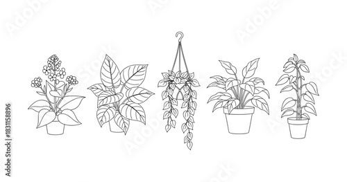Monochrome illustration of potted and hanging indoor plants