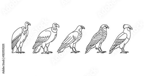 Five distinct vulture and eagle line drawings: black and white illustration