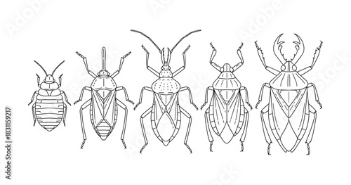 Illustrated insect lineup: diverse bug species in black and white