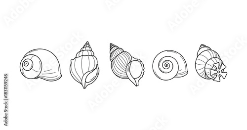 Set of various sea shell illustrations on white background