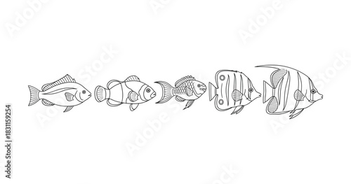 Line art of five fish species including clownfish and angelfish