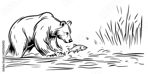 Wild Grizzly Bear Fishing for Salmon in River – Dynamic Monochrome Line Art Vector Wildlife Scene Illustration