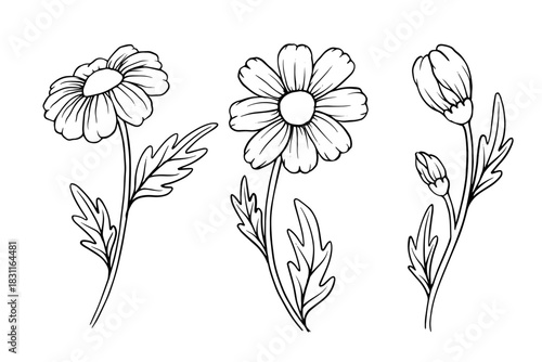 Set of sketches of wildflowers, meadow flowers, chamomile buds. Vector graphics.