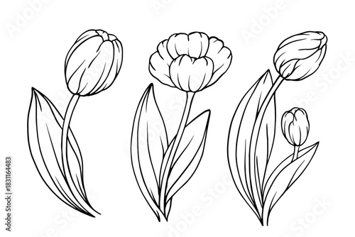 Set of sketches, outlines of spring flowers and tulip buds. Seasonal botanical elements. Vector graphics.