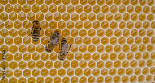 Three bees are working on golden honeycombs filled with honey.