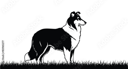 Elegant Collie Silhouette Standing Proudly in Grassy Field.
