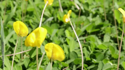 Wallpaper Mural yellow spring flowers Torontodigital.ca