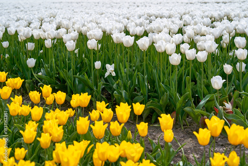 Bright tulips field in blossom in Netherlands countryside