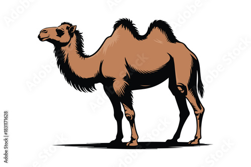Illustration of a brown dromedary camel standing on a white background