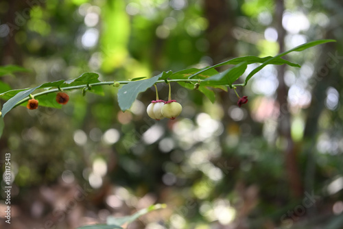 Two hanging fruits are hanging down from a leaflet of a Star Gooseberry plant