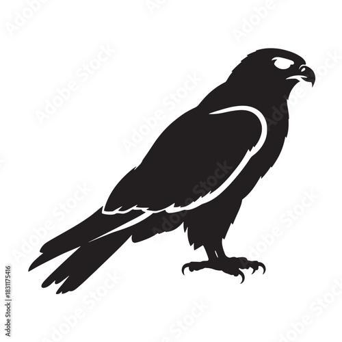 Silhouette of a falcon a vector illustration of a bird of prey isolated on a white background